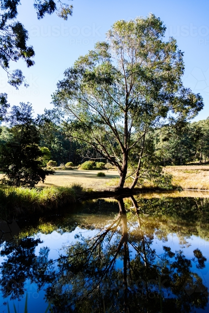 Gum tree beside a dam with reflections in the water - Australian Stock Image