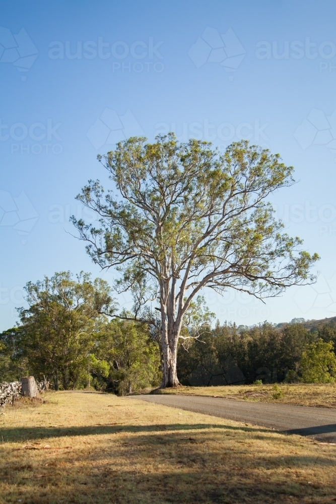 Gum tree beside narrow country road - Australian Stock Image