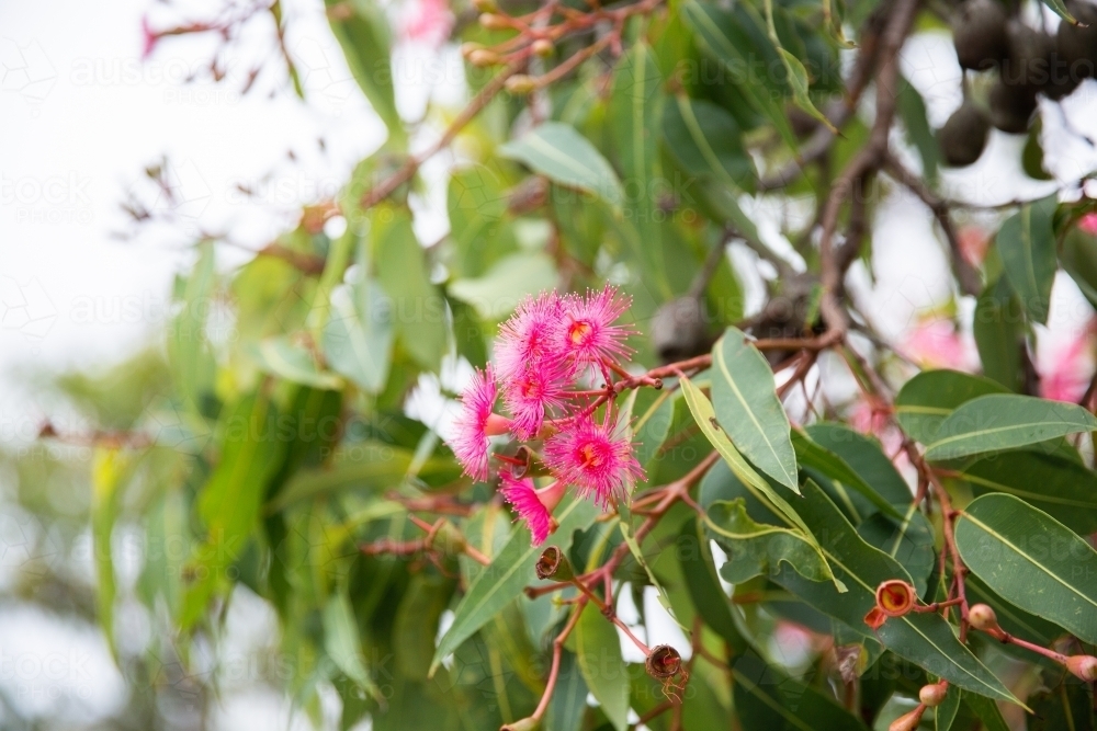 gum tree blossoms and leaves with a blurry background - Australian Stock Image