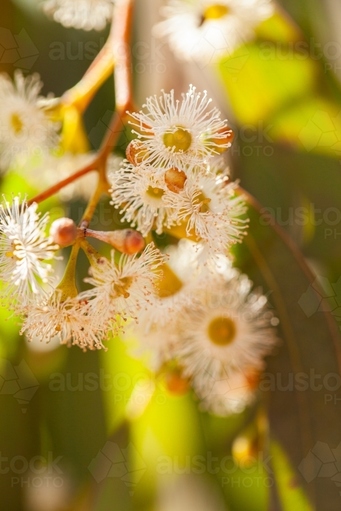 Gum tree blossoms close up - Australian Stock Image