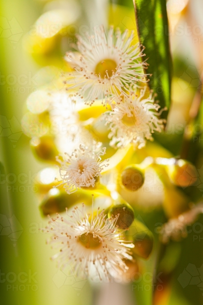 Gum tree blossoms close up - Australian Stock Image