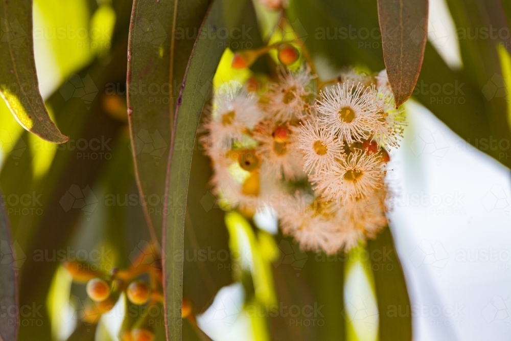 Gum tree blossoms close up - Australian Stock Image