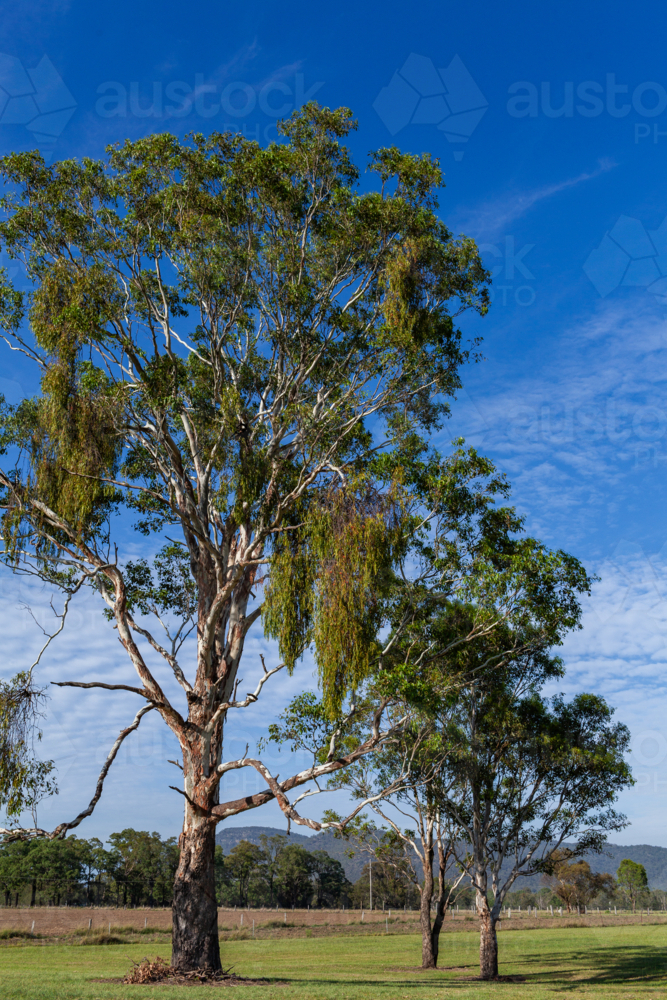 Gum tree covered in mistletoe in farm paddock - Australian Stock Image