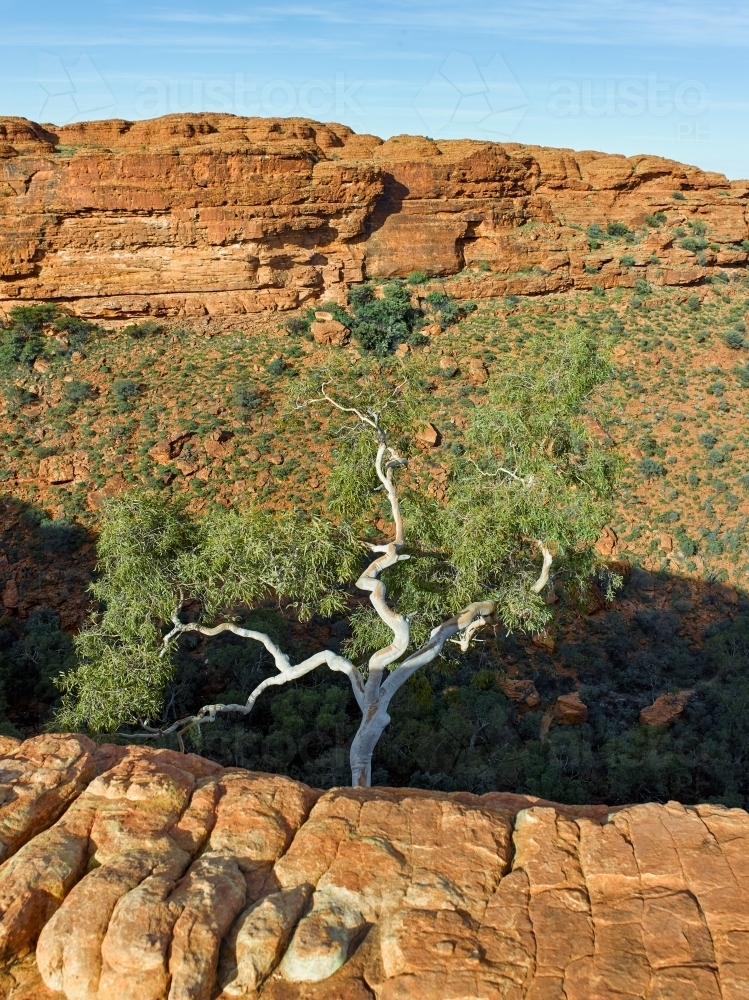 Gum tree growing on the side of a canyon - Australian Stock Image