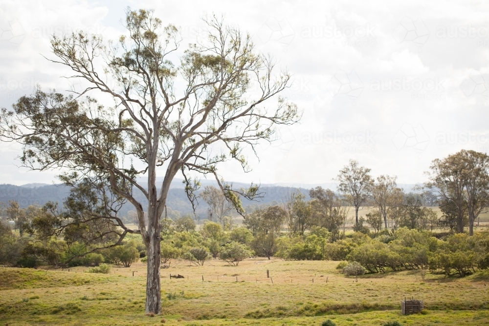 Gum tree in a paddock - Australian Stock Image