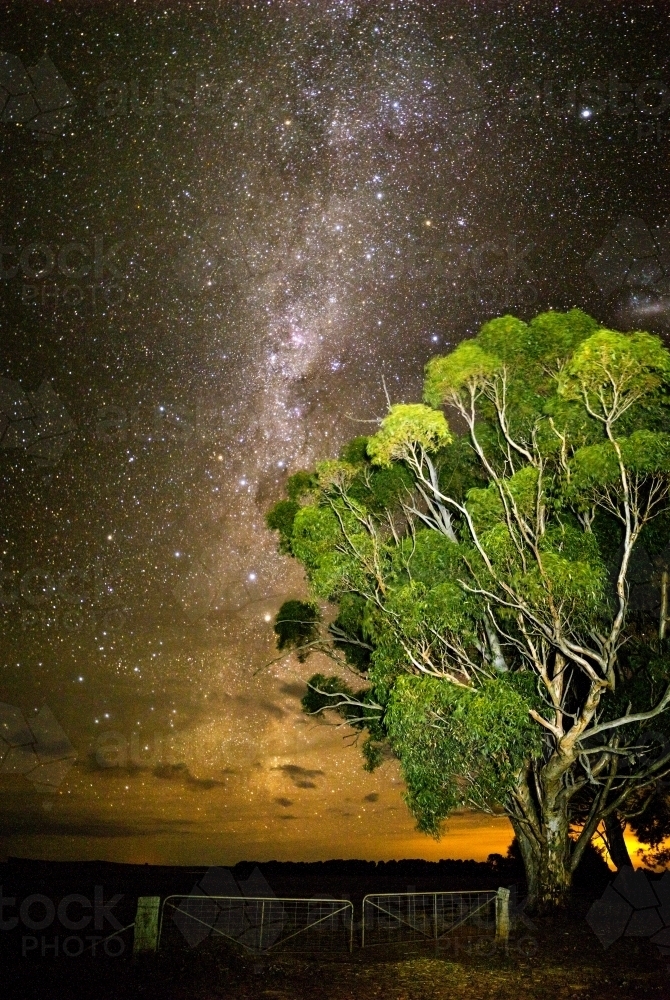 Gum tree in front of Milky Way rising above clouds vertical - Australian Stock Image