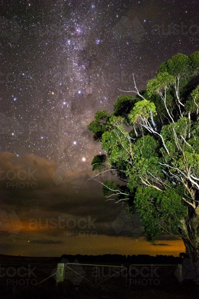 Gum tree in front of stars rising above clouds vertical - Australian Stock Image
