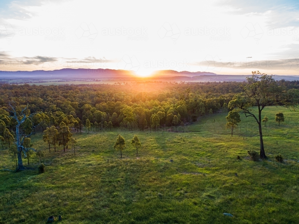 Gum tree in green paddock as sunset light shines over landscape and hills - Australian Stock Image
