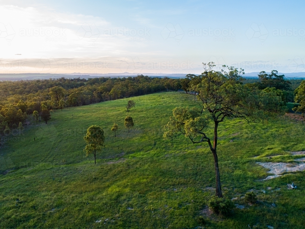 Gum tree in green paddock as sunset light shines over landscape and hills - Australian Stock Image
