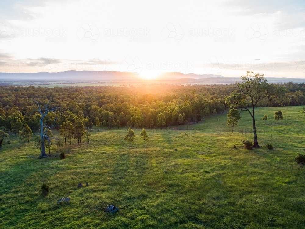 Gum tree in green paddock as sunset light shines over landscape and hills - Australian Stock Image