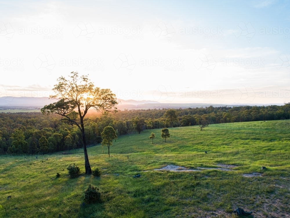 Gum tree in green paddock as sunset light shines over landscape and hills - Australian Stock Image
