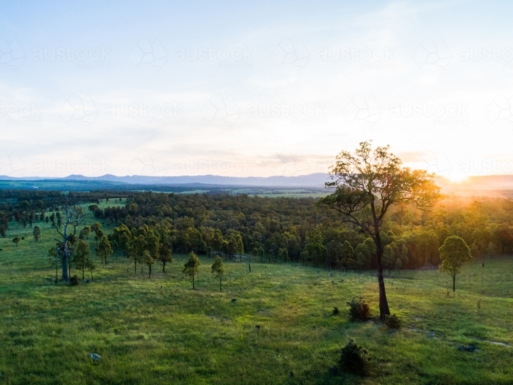 Gum tree in green paddock as sunset light shines over landscape and hills - Australian Stock Image