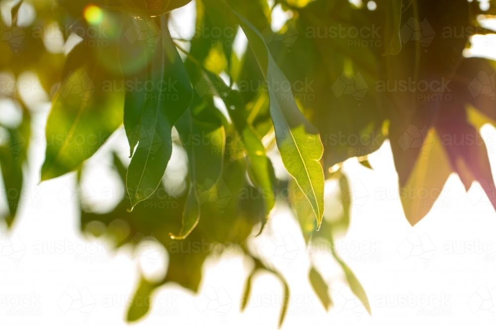 Gum tree leaves with highlights and blur - Australian Stock Image