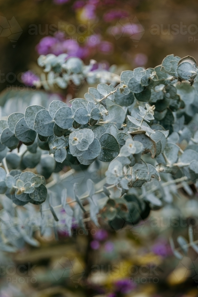 Gum tree leaves with other foliage in background - Australian Stock Image