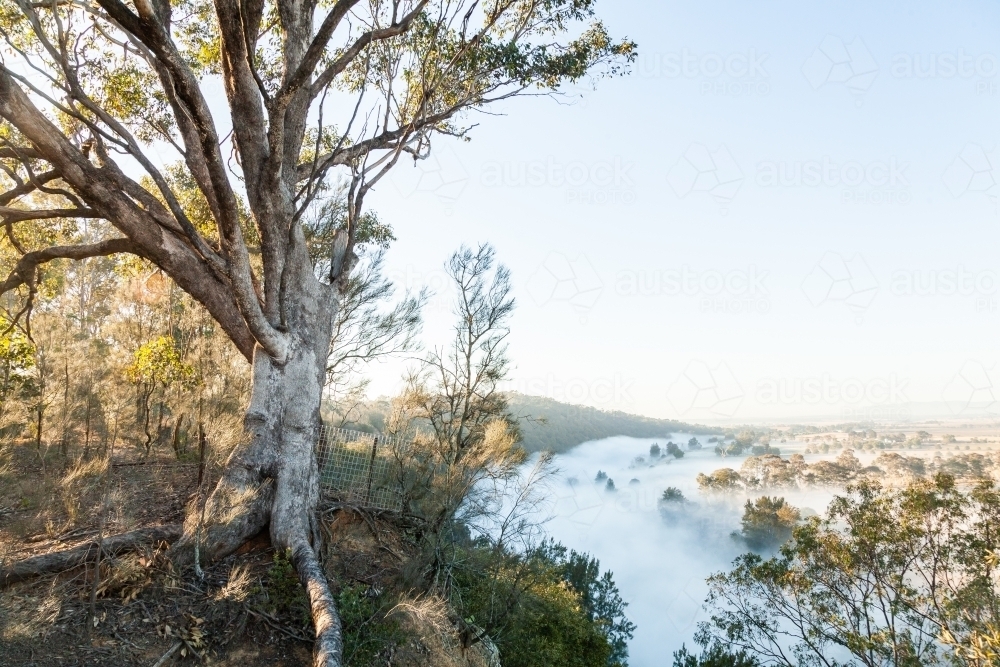 Gum tree on cliff with mist and fog over paddocks behind - Australian Stock Image