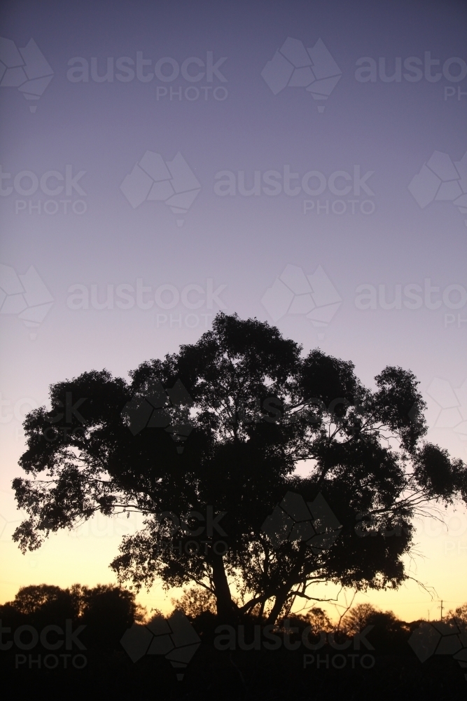 Gum tree silhouette at sunset - Australian Stock Image