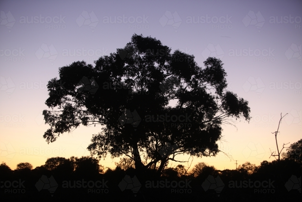 Gum tree silhouette at sunset - Australian Stock Image