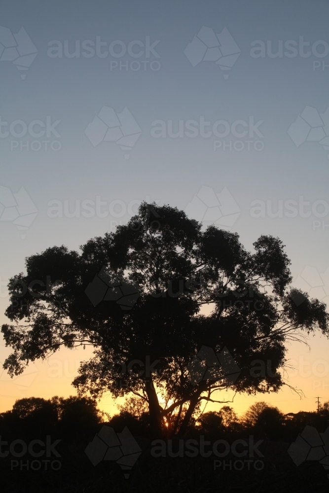 Gum tree silhouette at sunset - Australian Stock Image