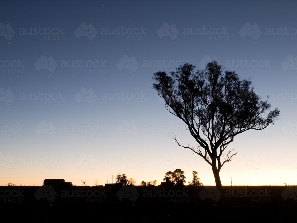 Gum tree silhouetted against low light sky - Australian Stock Image