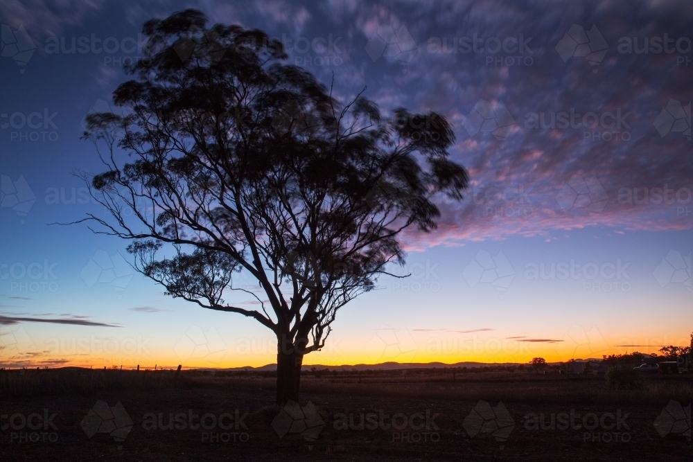 gum tree silhouetted against twilight - Australian Stock Image