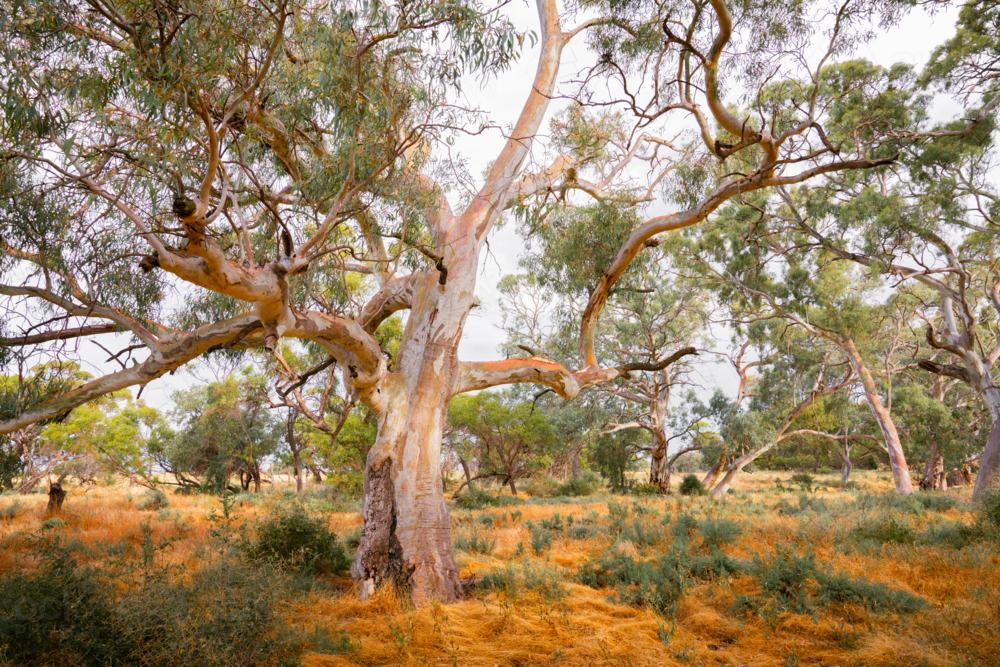 Gum Tree stands in the midst of dry grass and scattered shrubs in an Australian outback - Australian Stock Image