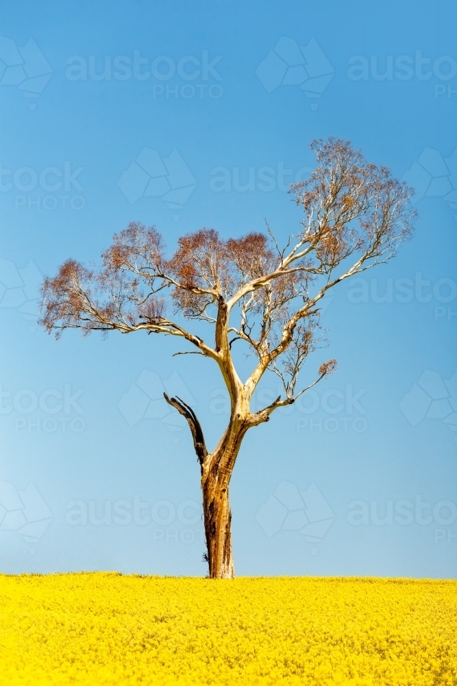 Gum tree standting tall among the undulating flowering golden canola fields - Australian Stock Image