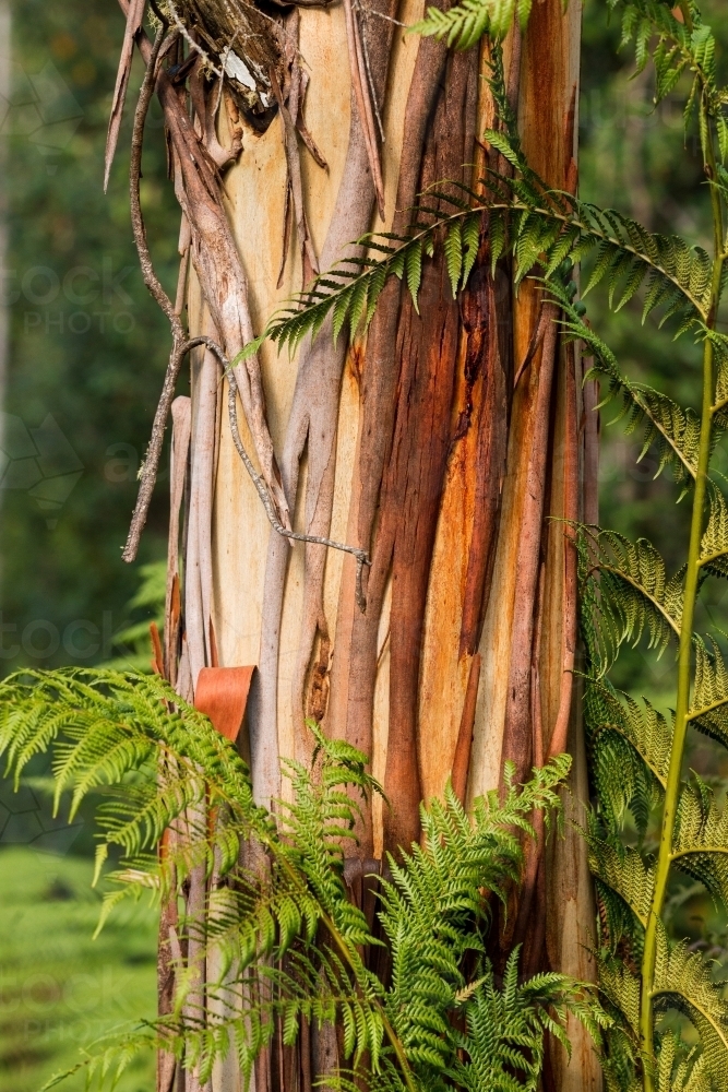 gum tree trunk growing through tree ferns - Australian Stock Image