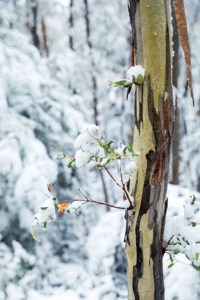 gum tree trunk in snowy landscape - Australian Stock Image