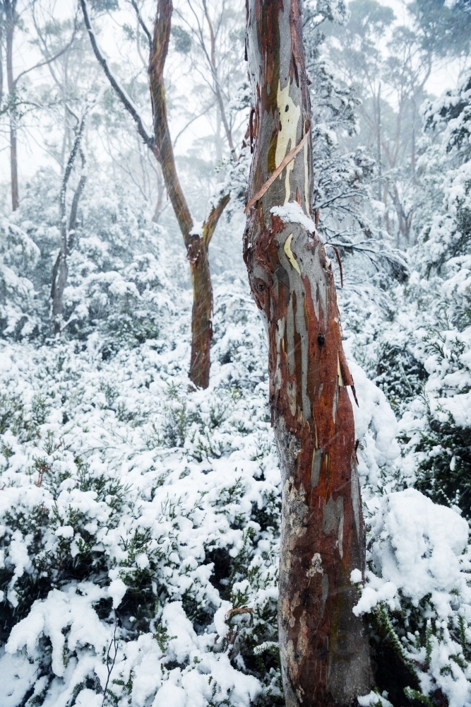 gum tree trunks in snowy landscape, vertical - Australian Stock Image