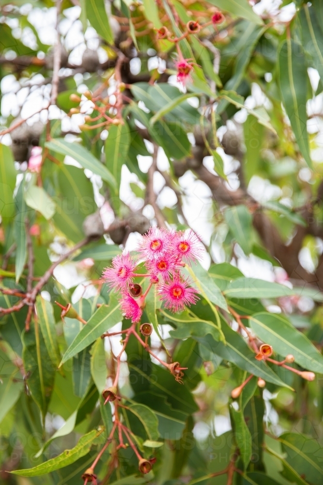 gum tree with pink flowers and gum nuts - Australian Stock Image