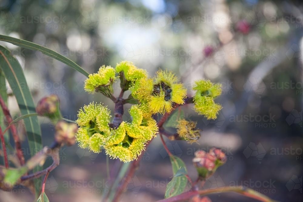 Gum Tree with yellow Blossoms - Australian Stock Image