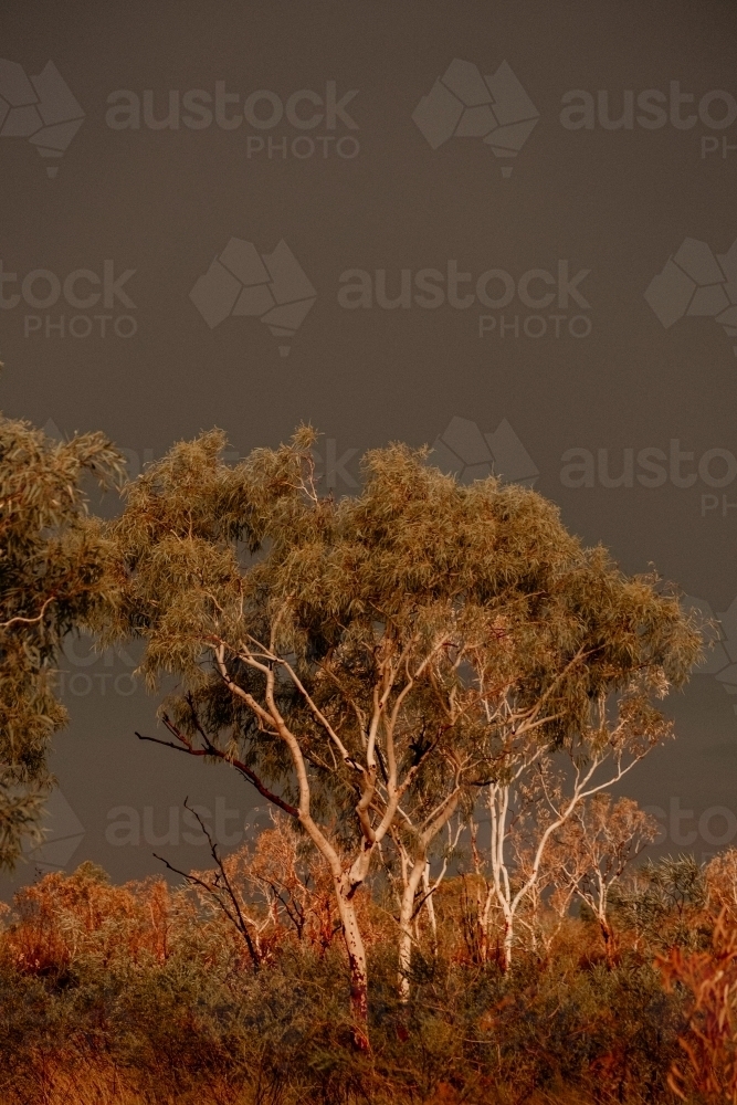 Gum trees after big storm in the outback. - Australian Stock Image