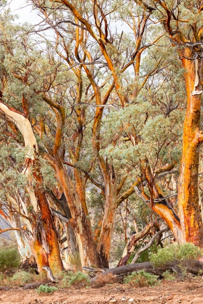 gum trees after rain - Australian Stock Image
