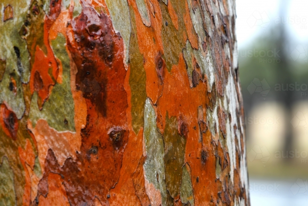 Gum trees after rain - Australian Stock Image
