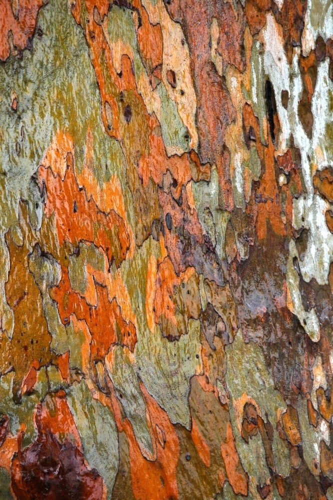Gum trees after rain - Australian Stock Image