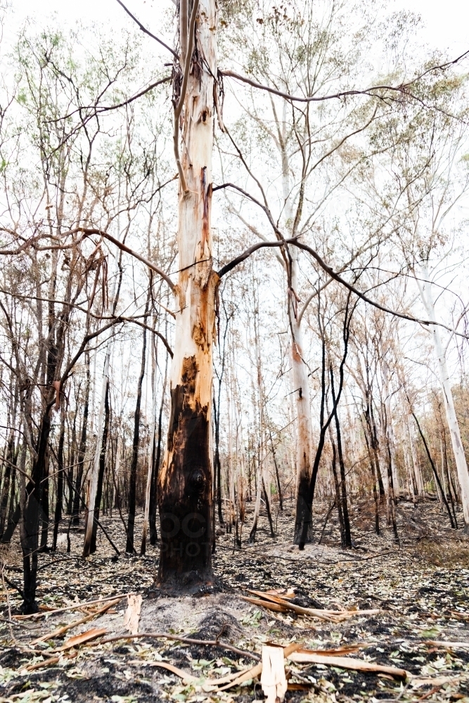 Gum trees and fallen dried leaves on fireground weeks after bushfire - Australian Stock Image
