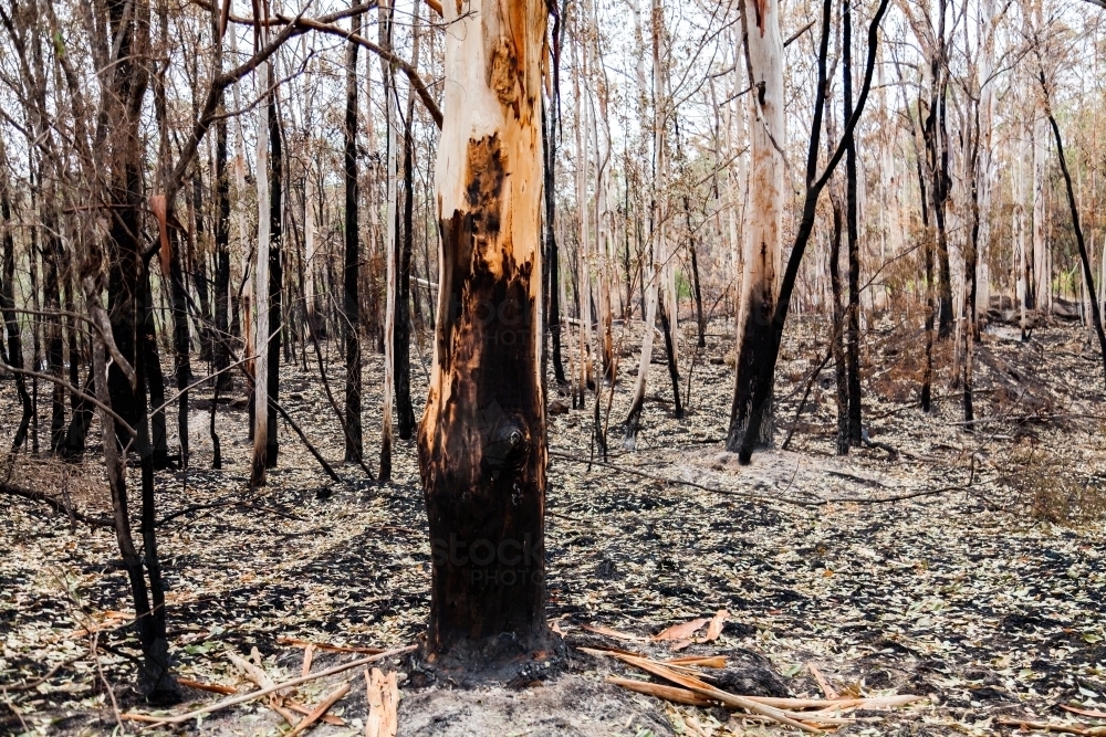 Gum trees and fallen dried leaves on fireground weeks after bushfire - Australian Stock Image