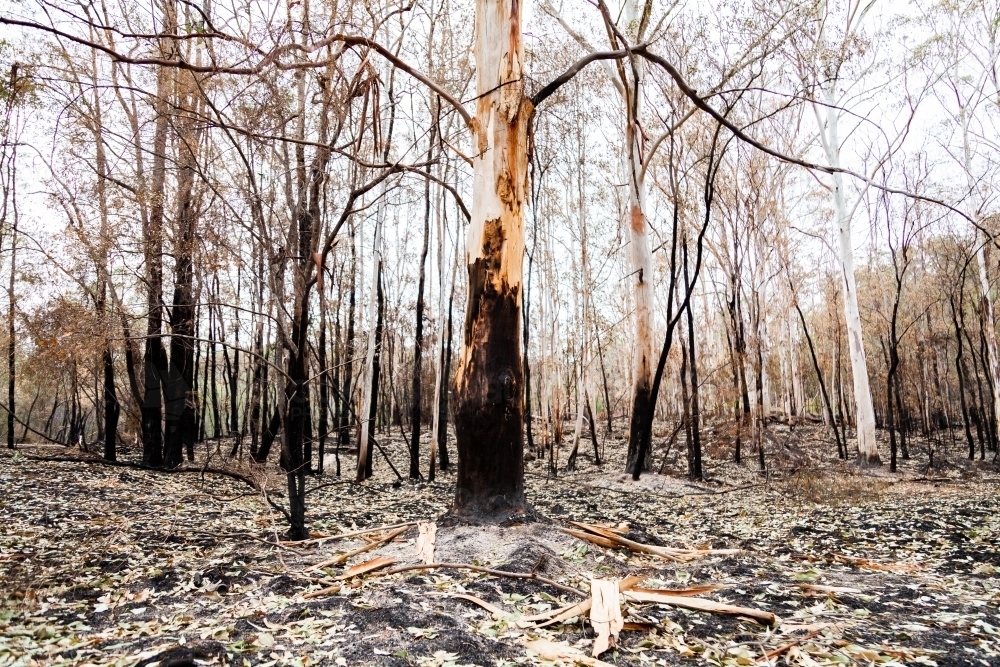 Gum trees and fallen dried leaves on fireground weeks after bushfire - Australian Stock Image
