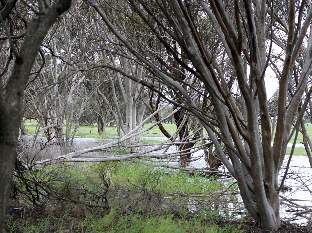 Gum trees and fallen tree beside flooded creek after rain - Australian Stock Image