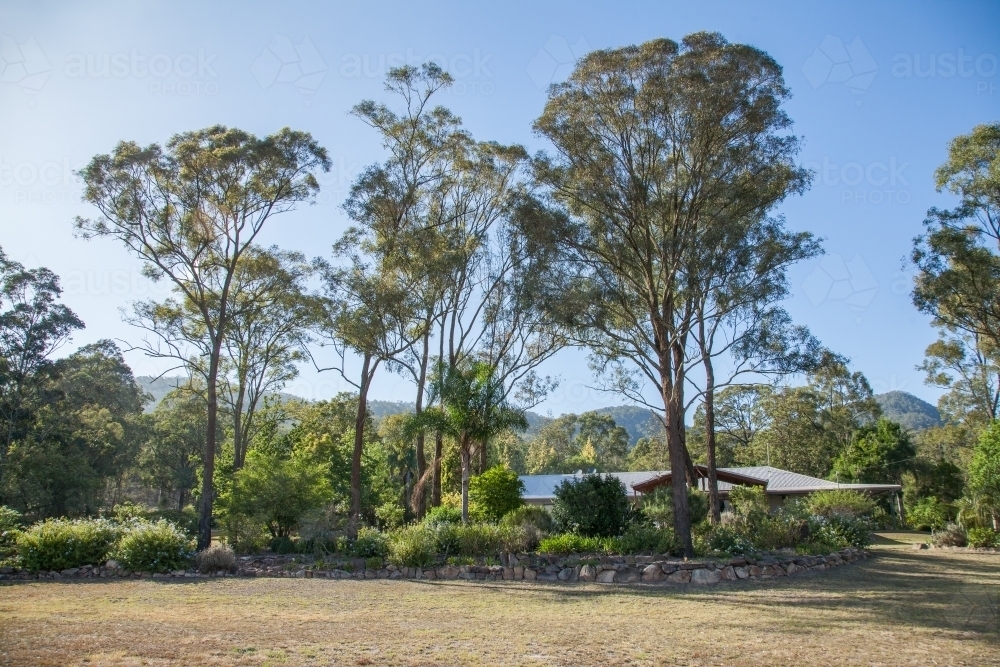 Image of Gum trees and garden around house in the bush Austockphoto