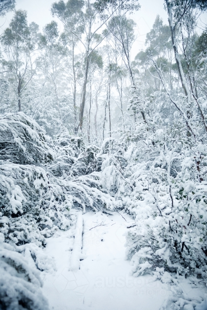 gum trees and plants in snow, vertical - Australian Stock Image