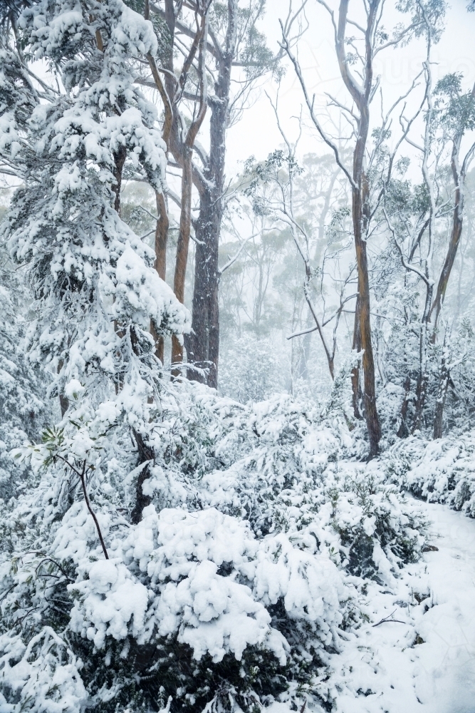 gum trees and snow covered bush land, vertical - Australian Stock Image