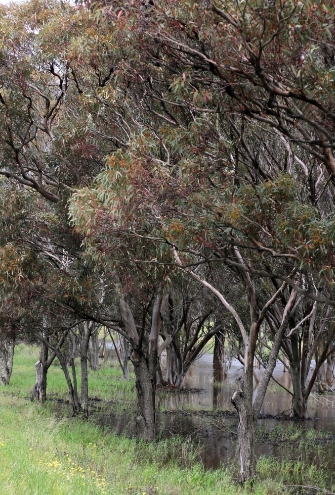 Gum trees and waterlogged lakeside after big rain - Australian Stock Image