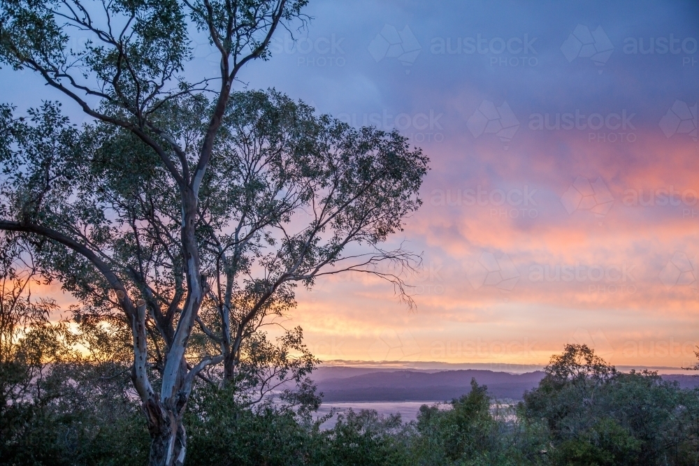 Image of Gum trees at dawn from ridgecrest overlooking lake view ...