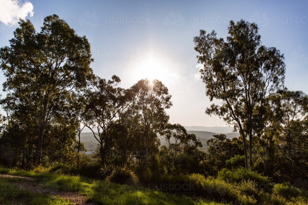 Image of Gum Trees - Austockphoto