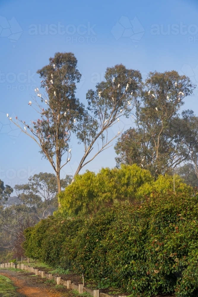 Gum trees behind a hedge full of native birds in front of a blue sky - Australian Stock Image