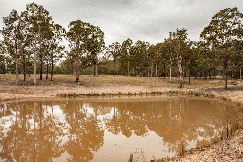 Gum trees beside a muddy brown farm dam on a overcast day - Australian Stock Image