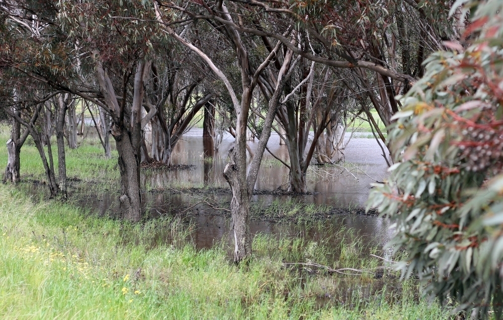 Gum trees beside flooded creek after a big rain - Australian Stock Image