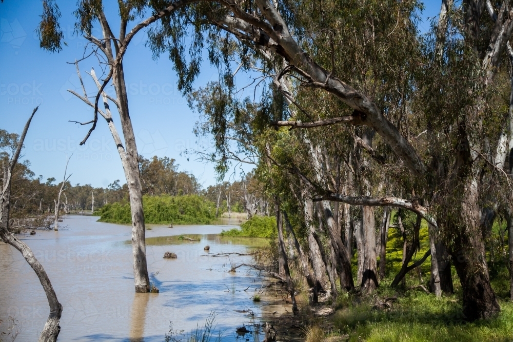Gum trees beside flooding muddy river - Australian Stock Image