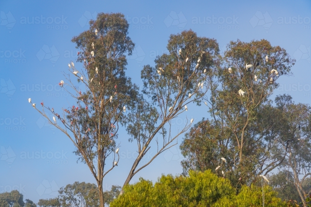 Gum trees full of native birds in front of a blue sky - Australian Stock Image